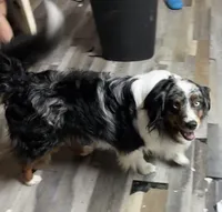 Ranger, a male Miniature Australian Shepherd for sale in Deer River, MN – 1 of 1