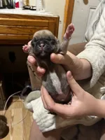 Boy Fawn 1, a male Pug for sale in Deer River, MN – 2 of 2