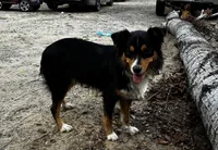 Baby girl, a female Australian Shepherd for sale in Deer River, MN – 4 of 6