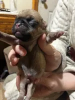 Boy Fawn 3, a male Pug for sale in Deer River, MN – 2 of 2