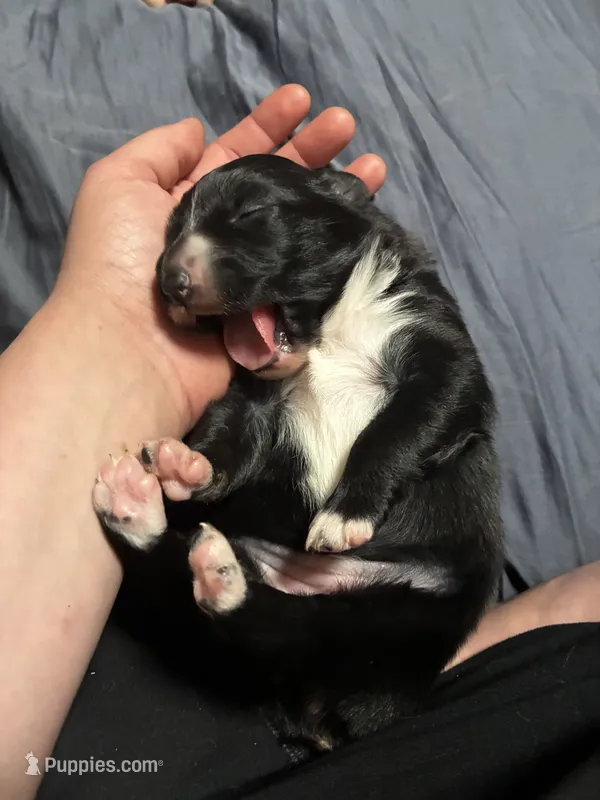 Baby girl – Australian Shepherd puppy for sale in Deer River, MN