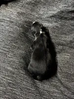 Baby girl, a female Australian Shepherd for sale in Deer River, MN – 6 of 6