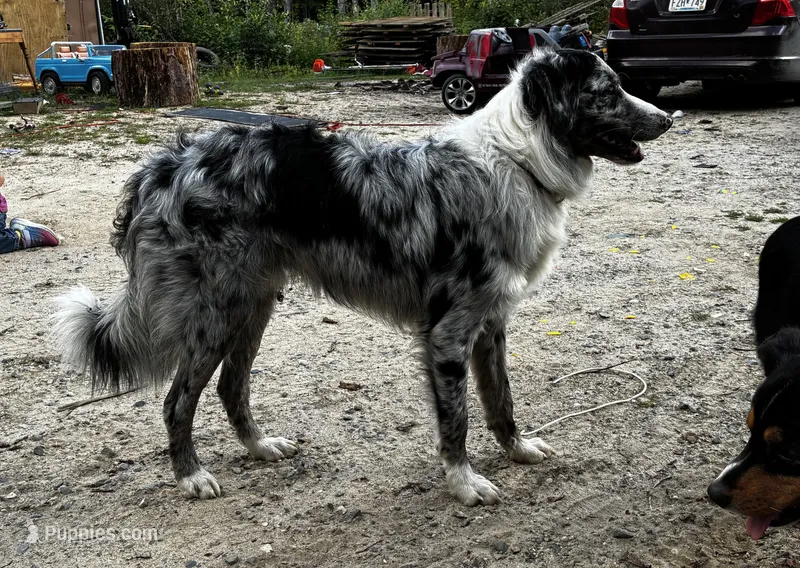 Aussie Babies – Australian Shepherd puppy for sale in Deer River, MN