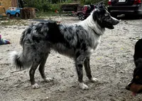 Aussie Babies, a  Australian Shepherd for sale in Deer River, MN – 1 of 2