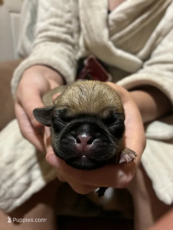 Boy Fawn 3 – Pug puppy for sale in Deer River, MN