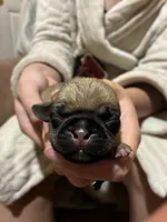 Boy Fawn 3, a male Pug for sale in Deer River, MN – 1 of 2