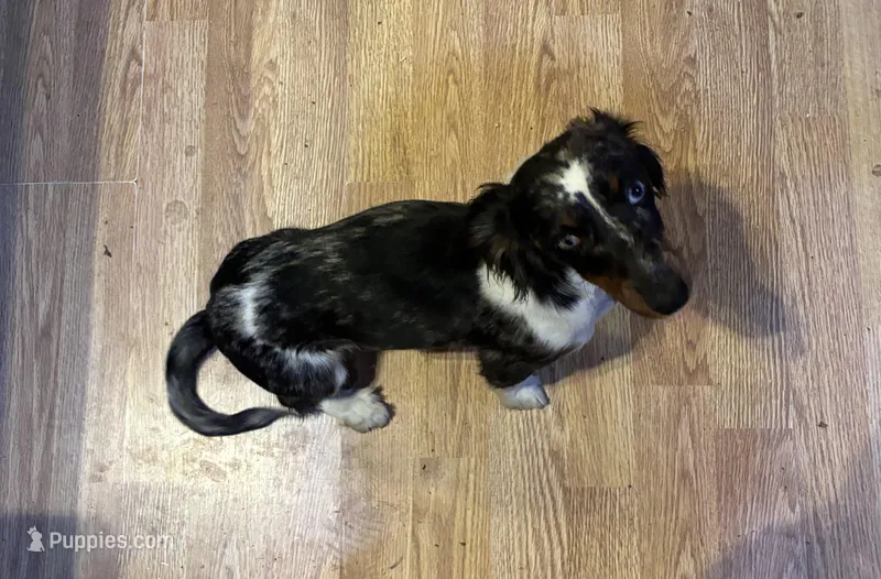 Rosie – Miniature Dachshund puppy for sale in Deer River, MN