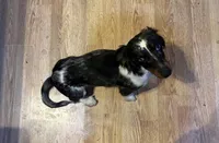 Rosie, a female Miniature Dachshund for sale in Deer River, MN – Photo 1 of 3