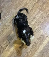 Rosie, a female Miniature Dachshund for sale in Deer River, MN – Photo 2 of 3