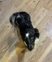 Rosie, a female Miniature Dachshund for sale in Deer River, MN – Photo 3 of 3