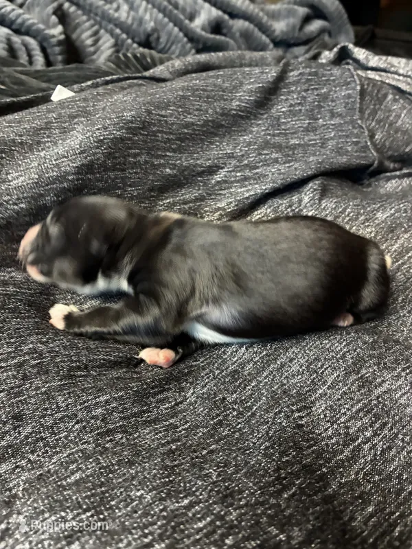 Baby girl – Australian Shepherd puppy for sale in Deer River, MN