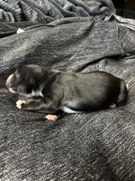 Baby girl, a female Australian Shepherd for sale in Deer River, MN – 1 of 6