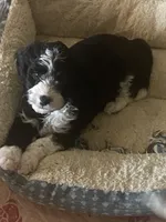 Prince, a male Cavapoo for sale in Mesa, AZ – 5 of 7