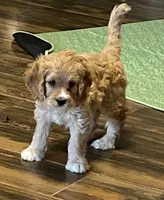 Red Rudy , a male Cavapoo for sale in Mesa, AZ – 5 of 7