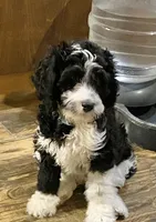 Prince, a male Cavapoo for sale in Mesa, AZ – 2 of 7