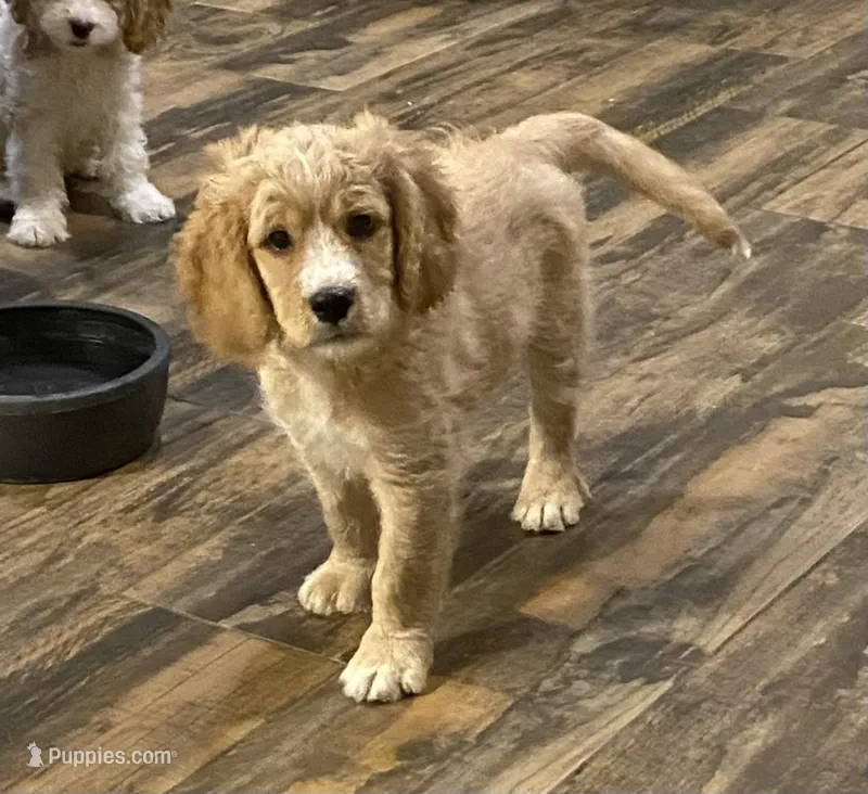 Bubba blue – Cavapoo puppy for sale in Mesa, AZ