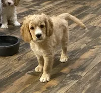 Bubba blue, a male Cavapoo for sale in Mesa, AZ – 1 of 5