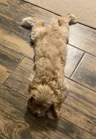 Red Rudy , a male Cavapoo for sale in Mesa, AZ – 7 of 7