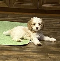 Robert, a male Cavapoo for sale in Mesa, AZ – 4 of 5