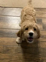 Red Rudy , a male Cavapoo for sale in Mesa, AZ – 3 of 7