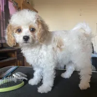 Princess , a female Cavapoo and Poodle - Toy  for sale in Mesa, AZ – Photo 2 of 10