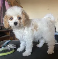 Princess , a female Cavapoo and Poodle - Toy  for sale in Mesa, AZ – Photo 2 of 10