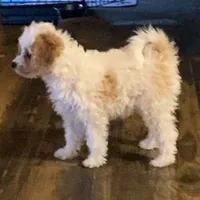 Princess , a female Cavapoo and Poodle - Toy  for sale in Mesa, AZ – Photo 4 of 10