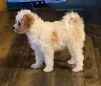 Princess , a female Cavapoo and Poodle - Toy  for sale in Mesa, AZ – Photo 4 of 10