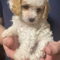 Princess , a female Cavapoo and Poodle - Toy  for sale in Mesa, AZ – Photo 6 of 10