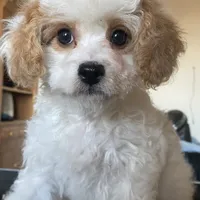 Princess , a female Cavapoo and Poodle - Toy  for sale in Mesa, AZ – Photo 1 of 10