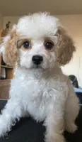 Princess , a female Cavapoo and Poodle - Toy  for sale in Mesa, AZ – Photo 1 of 10