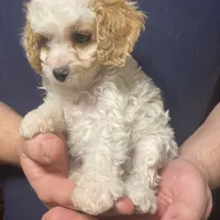 Princess , a female Cavapoo and Poodle - Toy  for sale in Mesa, AZ – Photo 7 of 10