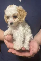 Princess , a female Cavapoo and Poodle - Toy  for sale in Mesa, AZ – Photo 7 of 10