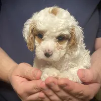 Princess , a female Cavapoo and Poodle - Toy  for sale in Mesa, AZ – Photo 8 of 10