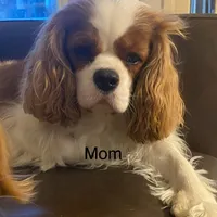 Princess , a female Cavapoo and Poodle - Toy  for sale in Mesa, AZ – Photo 10 of 10