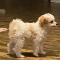 Princess , a female Cavapoo and Poodle - Toy  for sale in Mesa, AZ – Photo 3 of 10