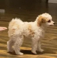 Princess , a female Cavapoo and Poodle - Toy  for sale in Mesa, AZ – Photo 3 of 10