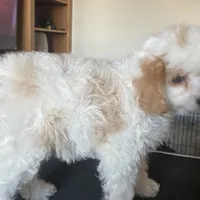 Princess , a female Cavapoo and Poodle - Toy  for sale in Mesa, AZ – Photo 5 of 10