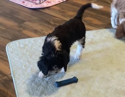 Prince, a male Cavapoo for sale in Mesa, AZ – 7 of 7