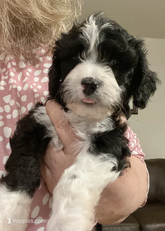 Prince – Cavapoo puppy for sale in Mesa, AZ