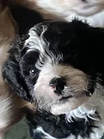 Prince, a male Cavapoo for sale in Mesa, AZ – 3 of 7