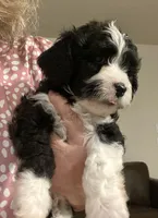 Prince, a male Cavapoo for sale in Mesa, AZ – 4 of 7