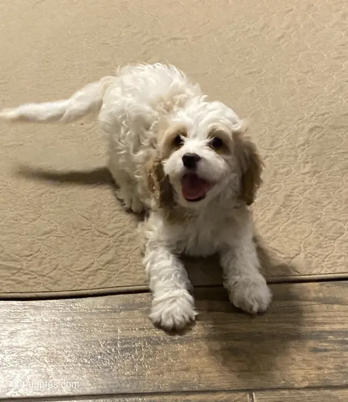 Robert – Cavapoo puppy for sale in Mesa, AZ