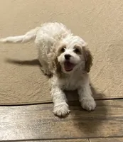 Robert, a male Cavapoo for sale in Mesa, AZ – 1 of 5