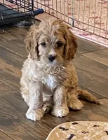 Red Rudy , a male Cavapoo for sale in Mesa, AZ – 2 of 7