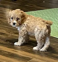 Red Rudy , a male Cavapoo for sale in Mesa, AZ – 6 of 7