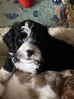 Prince, a male Cavapoo for sale in Mesa, AZ – 6 of 7