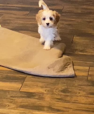 Robert, a male Cavapoo for sale in Mesa, AZ – 5 of 5