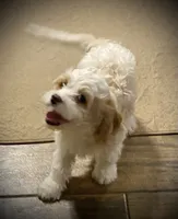 Robert, a male Cavapoo for sale in Mesa, AZ – 2 of 5