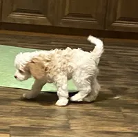 Robert, a male Cavapoo for sale in Mesa, AZ – 3 of 5